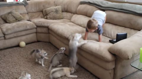 Alaskan Klee Kai puppies discover toddler