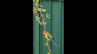 beautiful Eastern Rosella