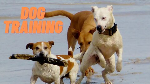 🐕 Basic Dog Training – TOP 7 Basic Commands Every Dog Must Know!