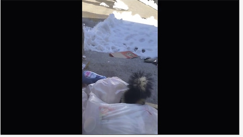Naughty Skunk Loves Rummaging In The Garbage