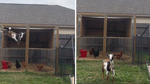 Goat incredibly escapes pen with ease