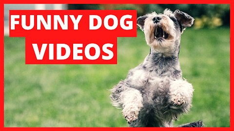 You will laugh at all the DOGS 🤣 Funny DOG Videos 😂🐶