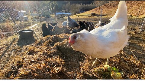 Easy Compost! Chicken Aid Compost Part 4