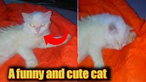 A funny and cute cat #Rumblevideo #Cats #Cute