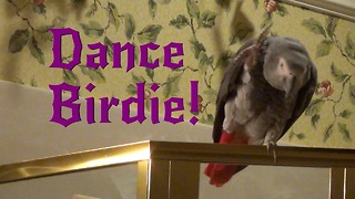 Einstein the Talking Texan Parrot performs Dance Birdie