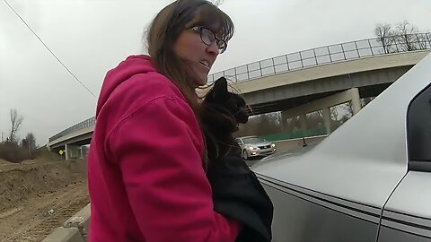 Stranded cat rescued from busy highway