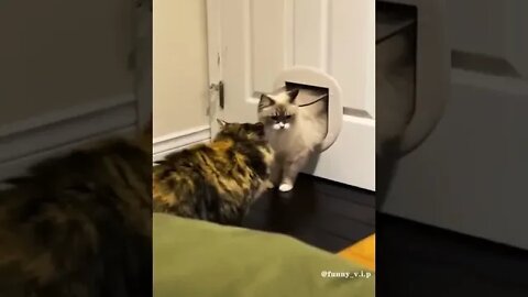 Cat Video 10-09-2022