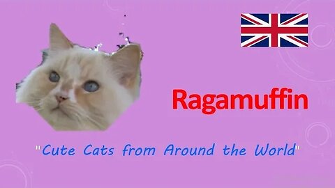 #Ragamuffin "Cute Cats from Around the World"
