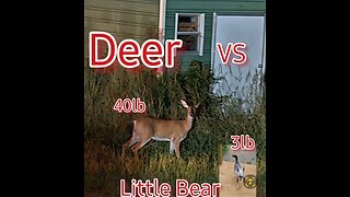 TRUMP VS SWAMP, DAVID VS GOLIATH, LITTLE BEAR VS DEER