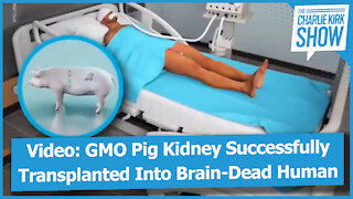 Video: GMO Pig Kidney Successfully Transplanted Into Brain-Dead Human