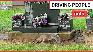 Squirrels wreck graveyard by munching flowers