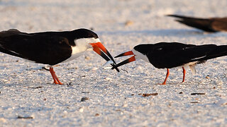 Black Skimmer Colony Week 3 Review