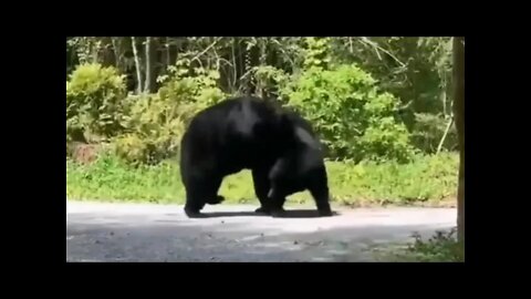 Two huge Black Bears battle it out for food in the Smoky Mountains.