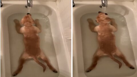 Golden Funny Dog loves bath time