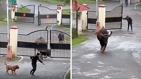 Massive Indian Gaur impressively breaks the chains on the gates