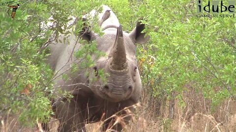 Black Rhino/Hook-lipped Rhinoceros | African Safari Sighting