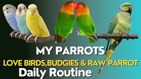 Budgies Sounds | Daily Routine Life of Budgies | 01-10-23