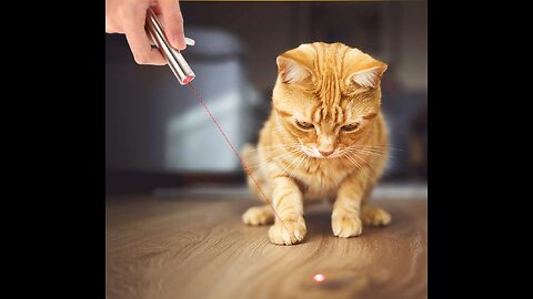 Cat vs laser