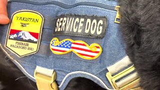 A veteran's best friend: organization provides service dogs to military members