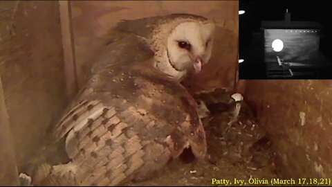 Syd brings home a big meal for her little owlets. 3-28-22