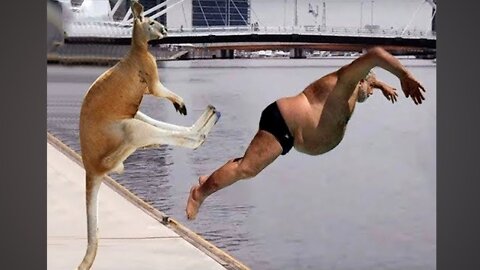 Just laff -- funny video - kangaroo 🦘 fight with--- man