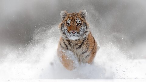 Tiger Revenge. Amur (Siberian) tiger tracks and kills a person who did him wrong.