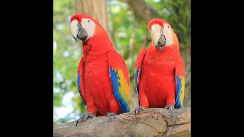 Enchanting World of Parrots 🦜 | Unveiling the Wonders of these Colorful Avian Wonders!