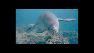 Hawaiian Monk Seal Up Close