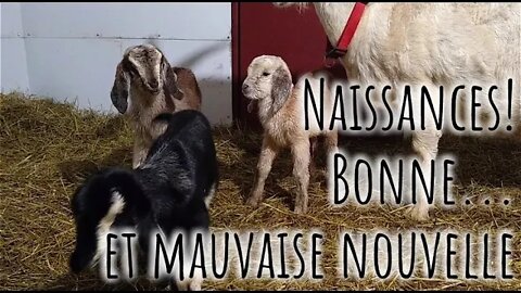 NAISSANCES de CHEVREAUX 🐐 Bonne et mauvaise nouvelles #189