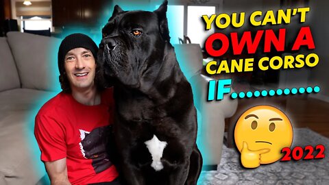 Why You CAN'T Own a Cane Corso 2022