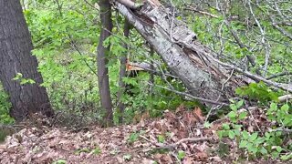 Tree fell in our back yard.