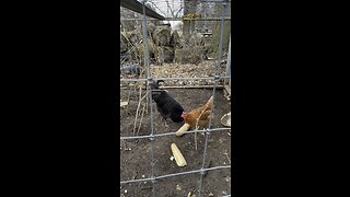 Chickens Eating A Snack