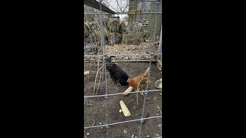 Chickens Eating A Snack