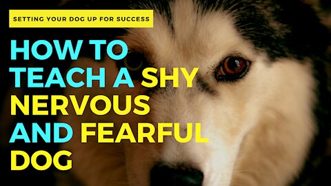 How to teach a shy nervous and fearful dog ►► See how HAPPY she gets after the breakthrough!!