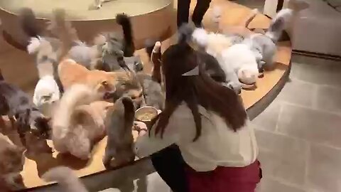 Japan's largest cat cafe in Kabukicho