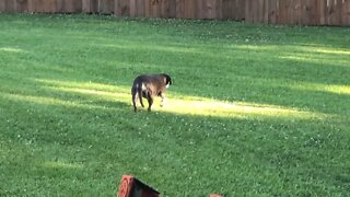 mountain cur stalking squirrel