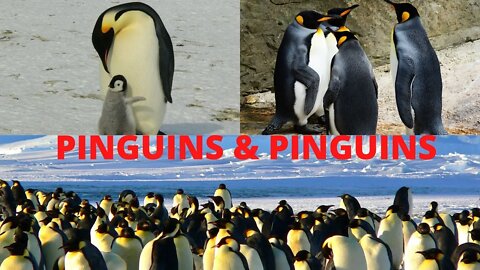 Pinguins e Pinguins!!!🐧🐧🐧