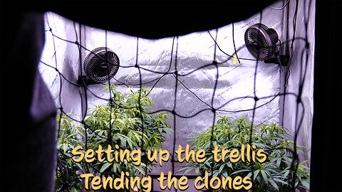 Setting up the trellis & tending the clones