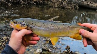 Catching Creek Trout on Single Hook Spinners