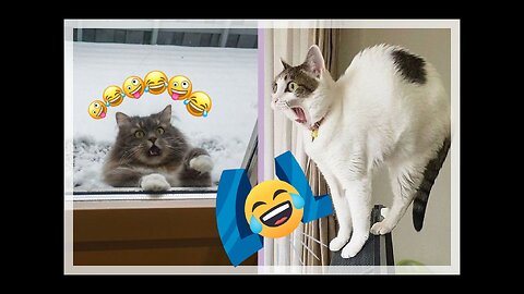 Funniest Animals Video 😂😂 cats and dogs new funny video 2023 2024
