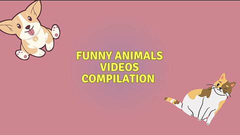 Funny animals videos compilation