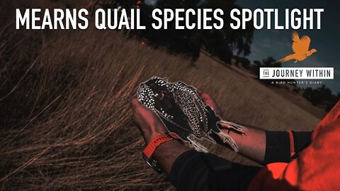 Mearns Quail - Species Spotlight: The Journey Within | Mark V Peterson Hunting