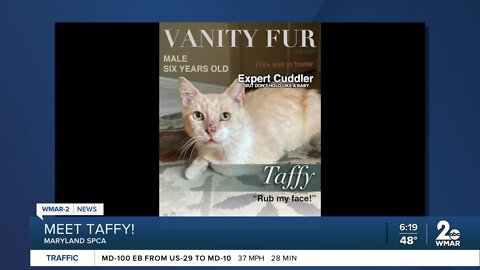 Taffy the cat is up for adoption at the Maryland SPCA