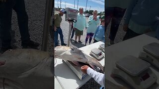 He said 36! 🤦‍♂️🤣 | Rodeo Record Black Drum hitting the scales on Dauphin Island, AL