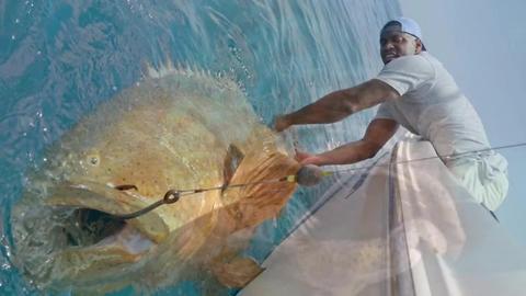 You could soon hunt goliath groupers in Florida | Digital Short