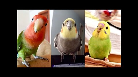 FUNNY AND CUTE PARROTS. ◈ 🐦