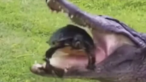 ALLIGATOR tries to EAT TURTLE…. FAILS! BIBLE STUDY