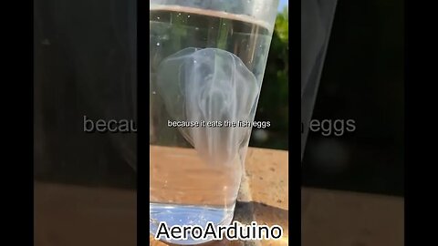 Weirdest Sea Creature I 've Ever Seen in Water #AeroArduino