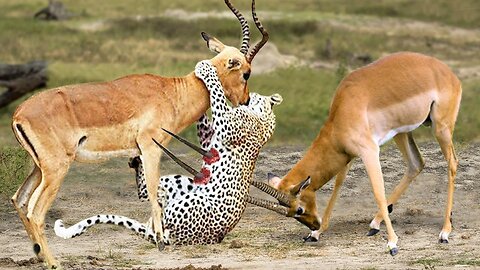 Impala Miraculously Escapes Jaws Of Leopard _ The Hunt _ BBC Earth