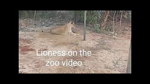 Lioness in the zoo video,#shorts,#lioness,#animal,#lionesssitting,#animallover,#viral,#trending,#sit